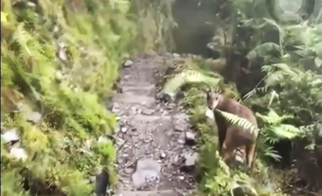 高山协作员杨骐鸿昨下午3点多行经玉山登山口约600公尺处，巧遇一只爬上树的台湾长鬃山羊。（杨骐鸿提供∕吕妍庭嘉义传真）