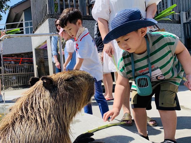 宜蘭綠舞國際觀光飯店在日式園區內飼養許多可愛動物。（宜蘭綠舞國際觀光飯店提供）