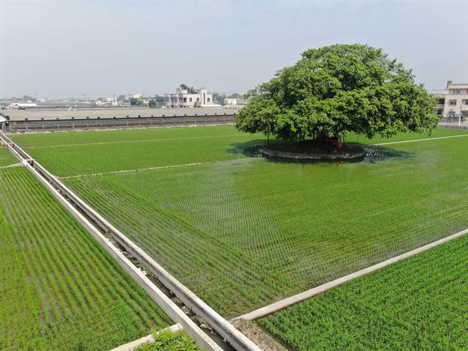 彰化县政府将公开标售25笔农地重划区内的抵费地及剩余零星土地。（彰县府提供／孙英哲彰化传真）