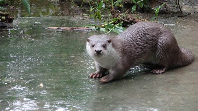 台湾目前唯一能观察到野外欧亚水獭的区域只剩大小金门，台北市立动物园与金门县政府合作，将于18日下午3时至4时将在园内结合水獭生态举办限时快闪活动。（北市动物园提供）