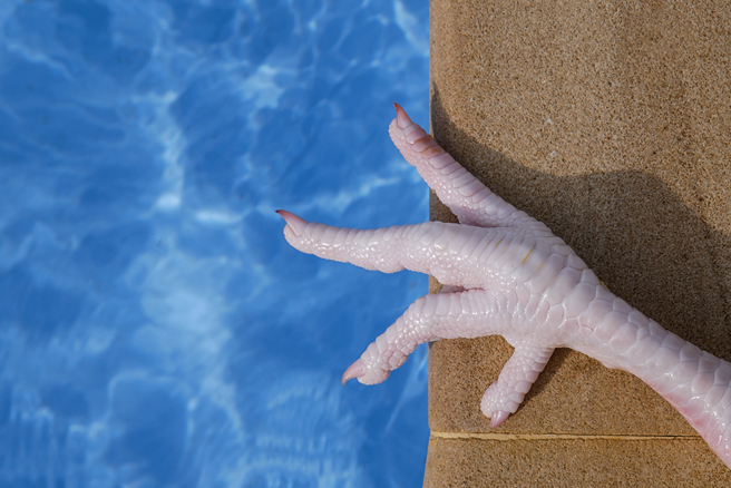 国外网友惊见自家后院泳池出现「不速之客」。（示意图／达志影像）