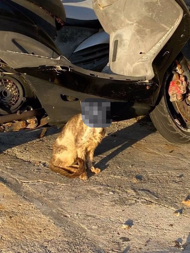 流浪东吉的烂脸猫，经爱猫人士千辛万苦才诱捕到，但回天乏术。（民眾提供／许逸民澎湖传真）