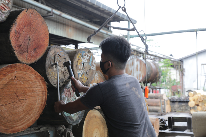 马来西亚台商陈永彬三夹板厂员工作业情形。（图／中央社）