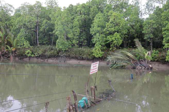 马来西亚台商陈永彬位于拿笃的三夹板厂与原木运输的河海口相接处（图），有3条体型硕大鱷鱼，三夹板厂员工经常看到3条鱷鱼游经河岸「巡视」，却从未发生咬人意外，被员工戏称是三夹板厂守护神。（图／中央社）