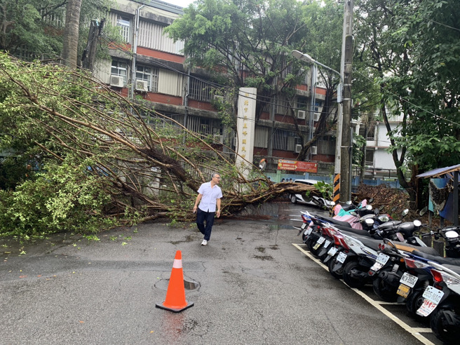 新北市新店区大新街36号（五峰国中校门口）路树倒塌。（图／警方提供）