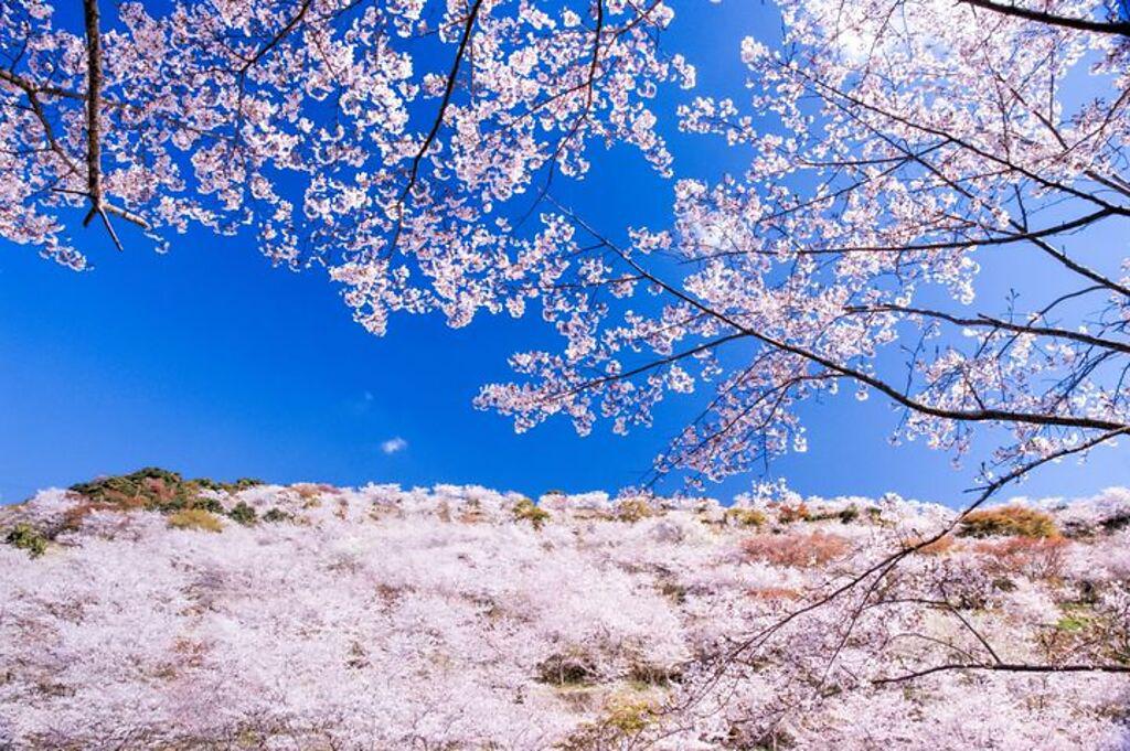 ▲春日的宮崎縣花立公園。　圖：九州觀光機構／提供
