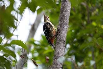 影》特有種現身武陵 大赤啄木鳥1.7秒連敲22次樹幹「不會腦震盪」