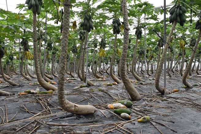 雙颱帶來連日雨勢造成高雄六龜區木瓜水傷嚴重，農民損失慘重。（林雅惠攝）
