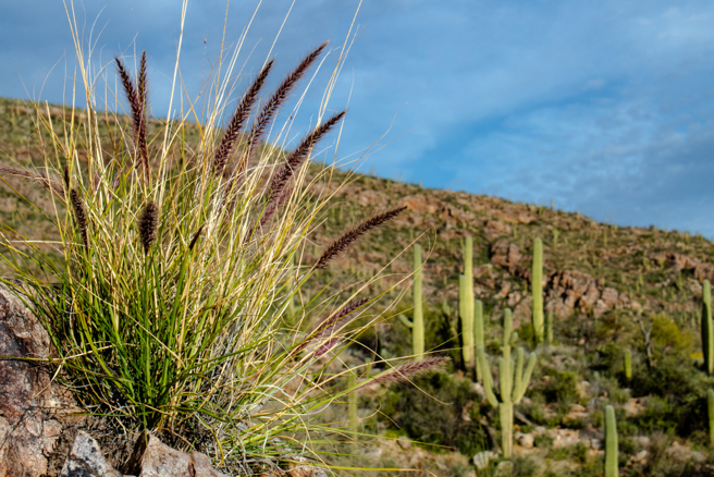 野牛草（buffelgrass）。(图/shutterstock)