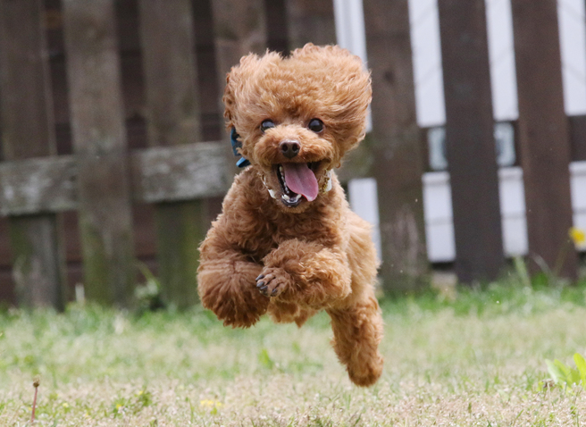 红贵宾爆衝跳到饲主身上，没想到却阴错阳差地将他的结石踹掉了。（示意图／达志影像）