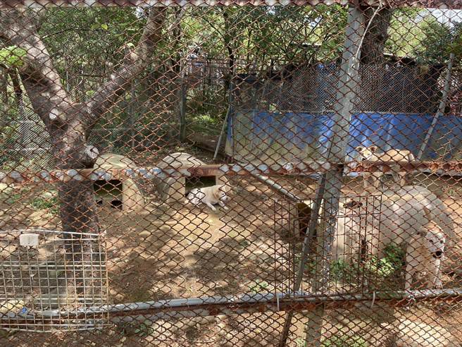 飼養寵物的民眾愈來愈多，但棄養情形卻讓收容所感受非常大壓力（新北市政府動物保護防疫處提供）