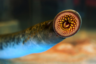 溪釣驚見「吸血鬼魚」 3.4億年上古怪獸 竟滿口尖牙