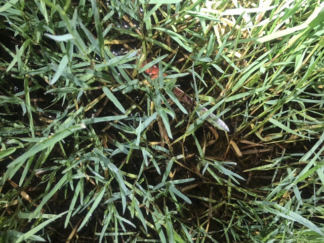 犯案工具。（照片 / 警方提供）