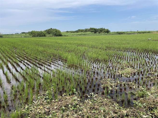 經濟部能源局及農業部人員昨（18日）到口湖鄉勘查，八成土地都仍種植，圖為其中一筆。（雲林縣政府提供）