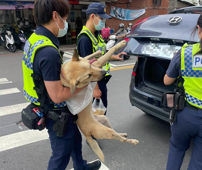 迷途毛小孩似乎也知道警察是全民保姆？中市第六警分局永福派出所18日接获民眾报案，别人家小狗竟跑到民眾自己家里。（照片 / 警方提供）