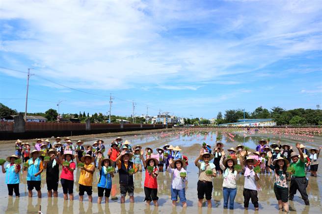 屏东县府与南州乡公所合作，20日携手以「海底世界」为主题将彩稻插回南州糖厂，预计国庆连假与大家相见欢。（谢佳潾摄）