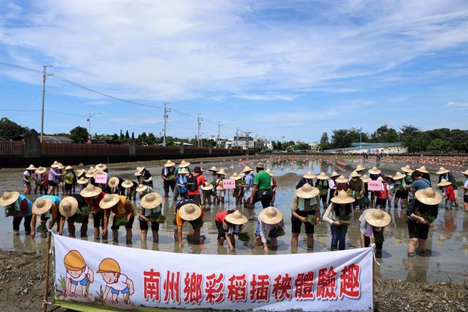 屏东县府与南州乡公所合作，20日携手以「海底世界」为主题将彩稻插回南州糖厂，预计国庆连假与大家相见欢。（谢佳潾摄）