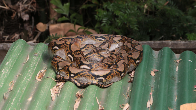 德国一名妇人在住家屋顶上看到一条蟒蛇，结果消防人员爬上去一看，才发现其实是泡沫混凝土。(示意图/达志影像)