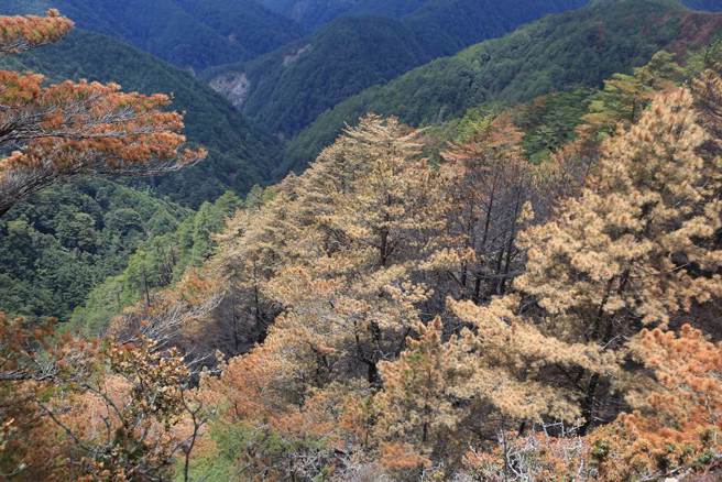 玉山国家公园80公顷森林遭火吻一周后，焦土上的林木枯黄一片，是否受火灾影响枯死？玉管处严密监控中。（玉山国家公园提供／杨静茹南投传真）