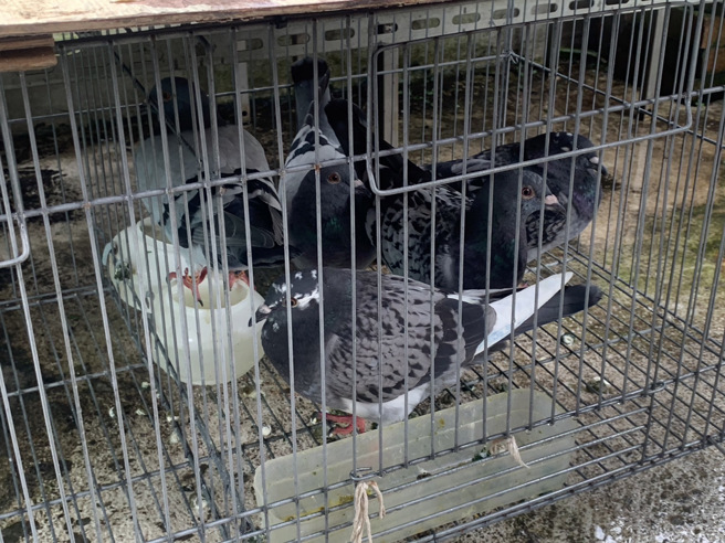 掳鸽集团在山区设网捕抓赛鸽，强索赎金不法所得240万元。（警方提供）