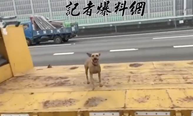 有民眾拍下一辆联结拖车行驶于国道1号上，车上载有一只狗。此事引起网友议论。（摘自记者爆料网网页／林瑞益高雄传真）