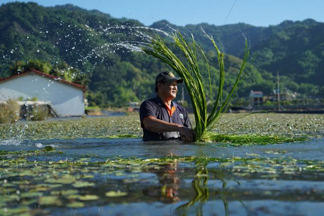 世界客家博览会高雄展区   野莲箱模拟野莲生长环境吸睛