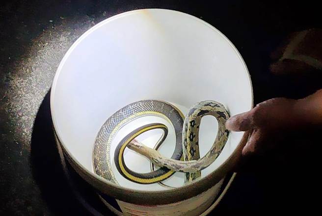 保育类黑眉锦蛇在南投市彰南路3段一处巷弄，疑误闯电线杆变压电箱，造成变压电箱爆炸导致停电。（民眾提供／杨静茹南投传真）