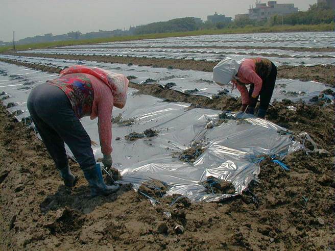 减少温网室废农膜污染，云林县政府免费回收再利用。（张朝欣摄）