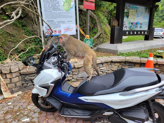 魏姓高雄车友在脸书社团分享2年前在台东登仙桥游憩区拍下的「猕猴与重机合照」，神还原《山道猴子的一生》动画场景。（民眾提供／萧嘉蕙台东传真）