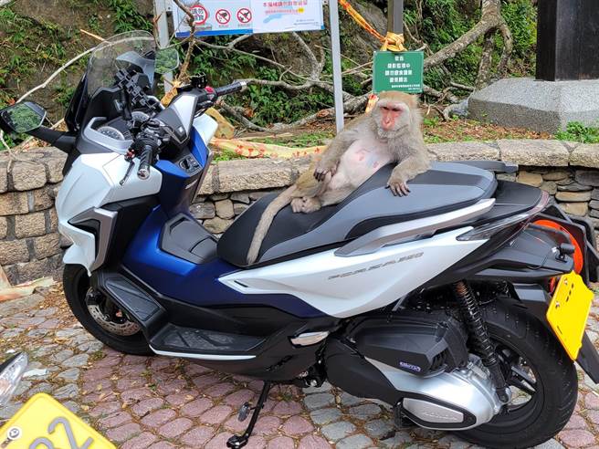 台东登仙桥游憩区内的台湾猕猴霸占重机，想要抢食放在车箱内的食物。（民眾提供／萧嘉蕙台东传真）