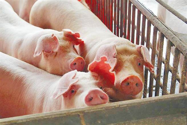 黄姓男子在中钢运通公司上班，疑似遭高层欺压，去年4月透过曹姓、曾姓、王姓好友出气，先到屠宰场买了5颗血淋淋的猪头，再装箱快递寄给公司董事长张秋波等5名高层。张男家人收到包裹，一打开就被腐败恶臭的猪头吓坏、报警提告。一审判曹等3人2至4月不等、可易科罚金。3人不服上诉，高雄高分院22日驳回上诉，可上诉。（本报资料照）