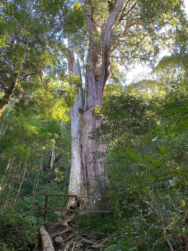北得拉曼因山毛榉季节人潮眾多，尖石乡公所将採接驳措施管制人潮。（民眾提供／邱立雅竹县传真）