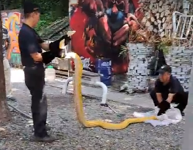 西门町大蛇出没！电影公园惊现「3米黄金巨蟒」，民眾吓呆了。  (民眾提供)
