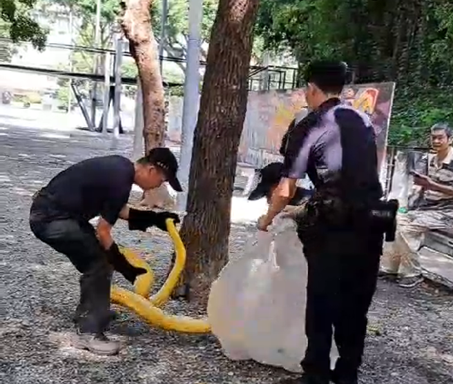 这条「3米黄金巨蟒」要三个人才能抬起。 (民眾提供)  
