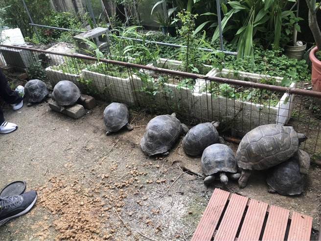 台南市下營區日前有民眾在龜園飼養的15隻象龜遭竊。（讀者提供／張毓翎台南傳真）