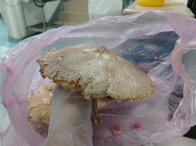 妇人採摘不明野菇食用后休克送医。（光田医院提供)