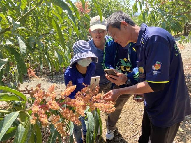 台南市楠西区果树班第50班班长杨沁涓说，提高田间良果率，才能增加务农收益。（杨沁涓提供／张毓翎台南传真）