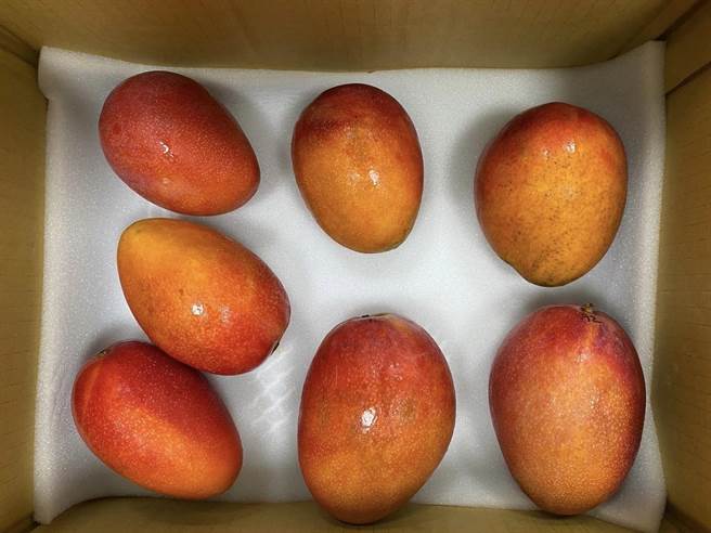 近日更进一步突破爱文芒果海运外销美国的门槛，经蒸热处理后低温冷藏天数已超过4周。（杨沁涓提供／张毓翎台南传真）