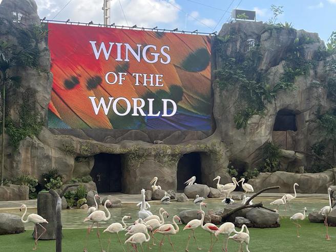 （鳥類表演節目是新加坡飛禽公園的重點項目之一。圖／楊日興）