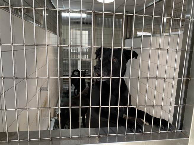 桃园市动物保护教育园区位于新屋，犬猫收容量持续满载。（蔡明亘摄）