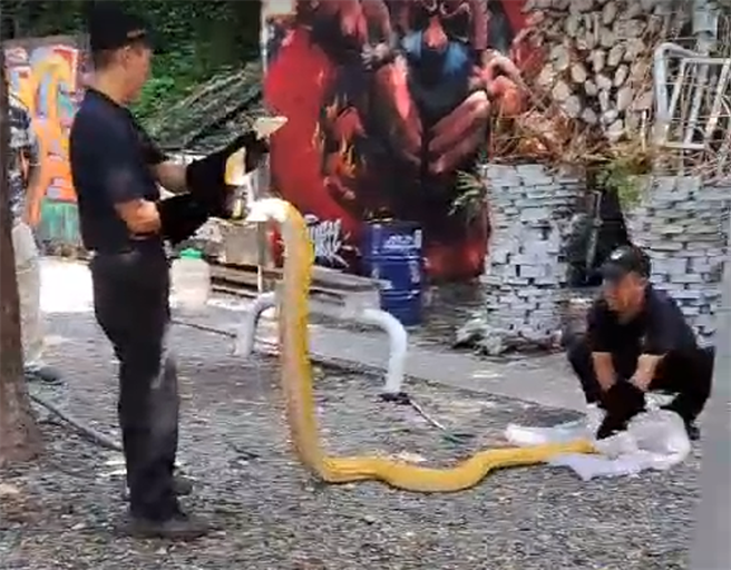 西門町電影公園出現3公尺大蟒蛇。（本報資料照片）