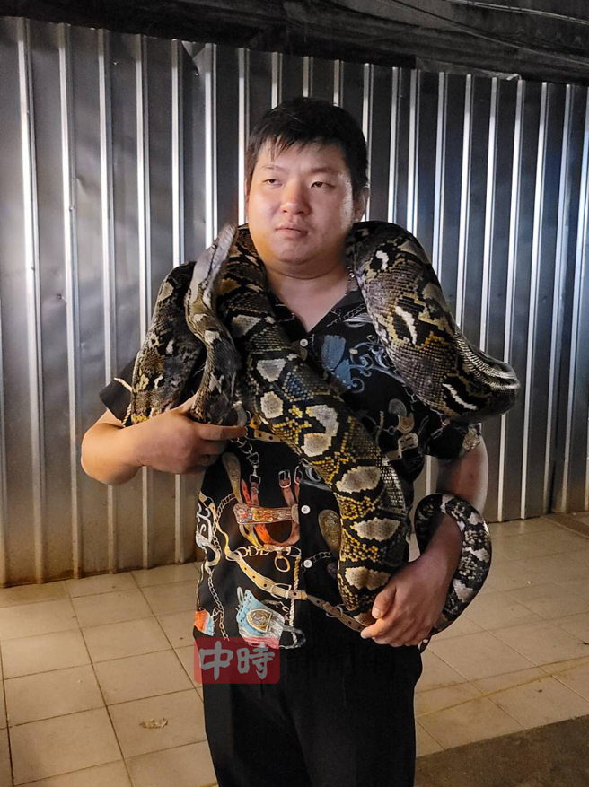 男子养的巨蟒身长500公分，重达30公斤。（游定刚拍摄）