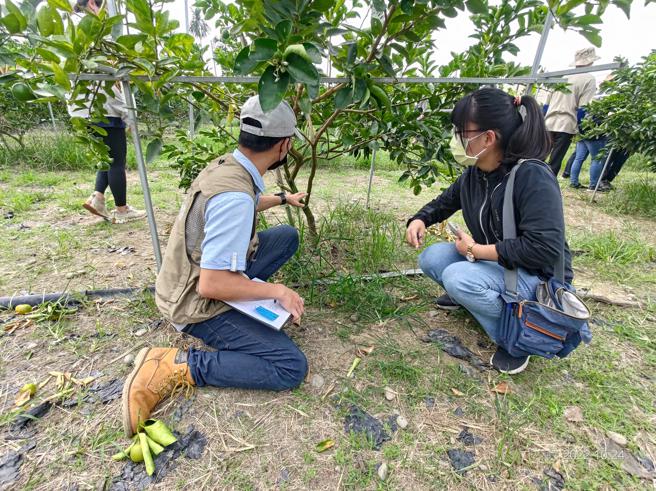 
農民面對作物發生疫病蟲害問題時，在缺乏植物醫師專業服務的情況下，容易衍生農藥濫用情形。（圖片來源：高雄市政府農業局提供）
