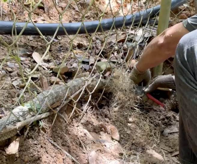 长约1.5公尺的王锦蛇疑溜进鸭寮偷蛋不成，反而受困围篱尼龙网中，所幸有人出手营救。（黄秋田提供／杨静茹南投传真）