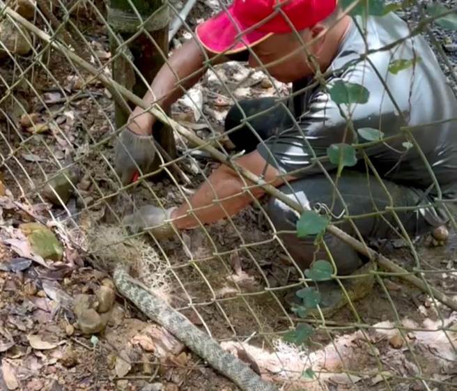 黄秋田持利剪边剪除尼龙网边安抚蛇，也不忘数落：「谁叫你要偷吃蛋。」（黄秋田提供／杨静茹南投传真）