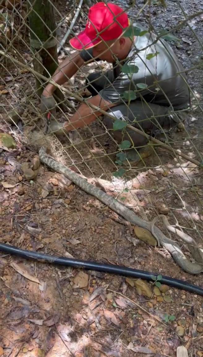 黄秋田持利剪边剪除尼龙网边安抚蛇，费时10分钟协助王锦蛇脱困回家。（黄秋田提供／杨静茹南投传真）