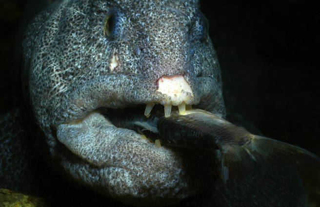 深海捕到「人牙怪魚」 專家曝真實身分反差超大- 搜奇- 網推