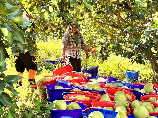 花莲瑞穗乡是全台文旦柚重要产区，现已进入採收期，却碰上颱风可能来袭，农民忙抢收。（黄盛皇提供／王志伟花莲传真）