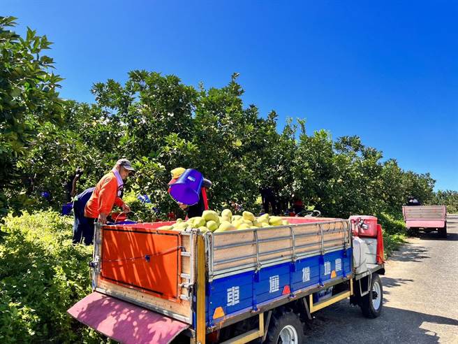 花莲瑞穗乡是全台文旦柚重要产区，现已进入採收期，却碰上颱风可能来袭，农民忙抢收。（黄盛皇提供／王志伟花莲传真）