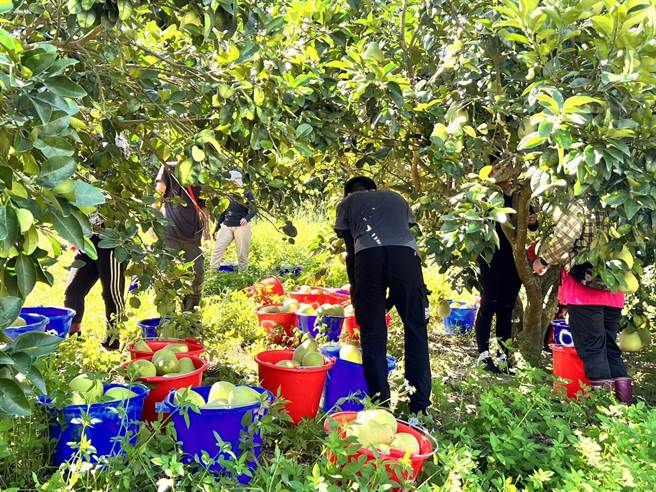 花莲瑞穗乡是全台文旦柚重要产区，现已进入採收期，却碰上颱风可能来袭，农民忙抢收。（黄盛皇提供／王志伟花莲传真）